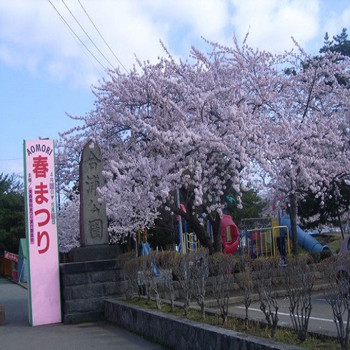青森市合浦公園の桜
