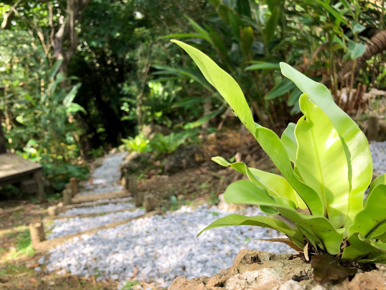 海坐の森の植物たち