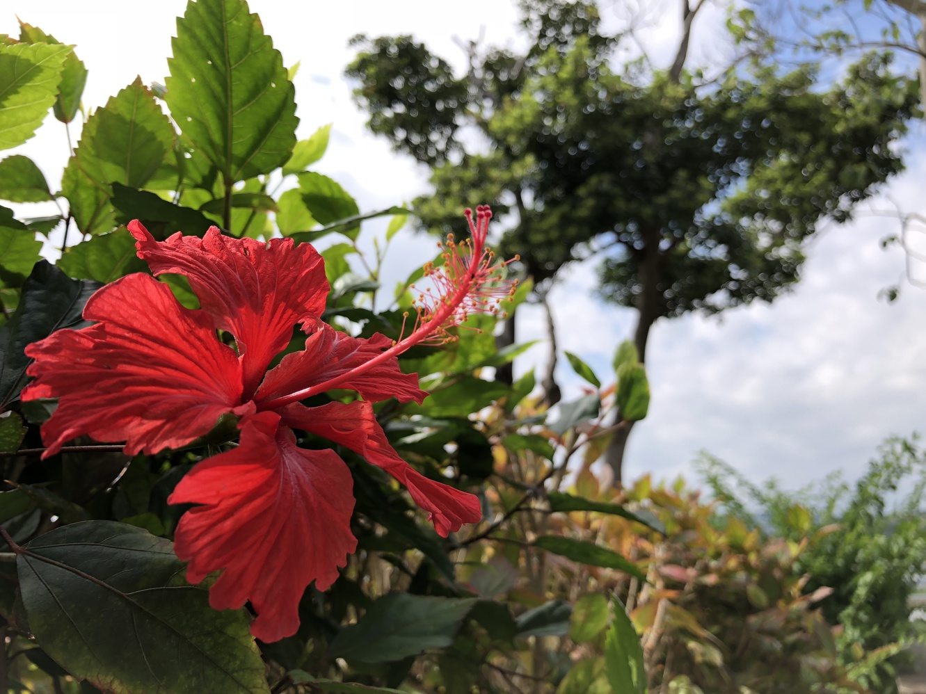 海坐の花々たち