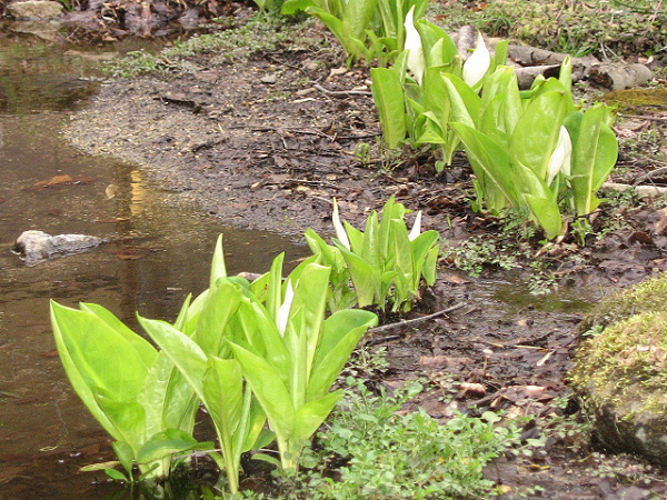 敷地に咲く水芭蕉
