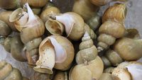 【隠岐の特産品】【人気の巻貝】白ばい貝のお造り付プラン