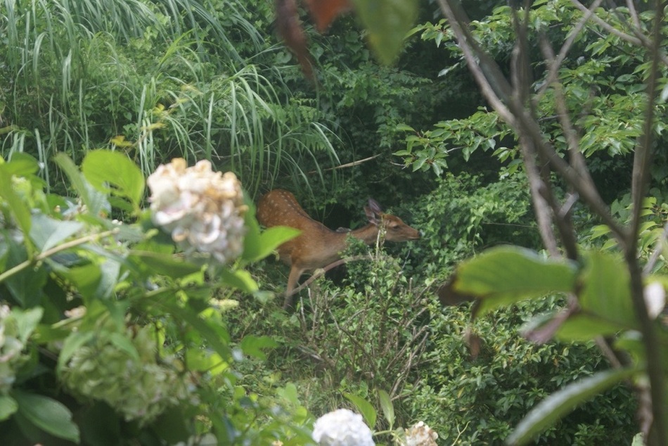 鹿にあえるかも