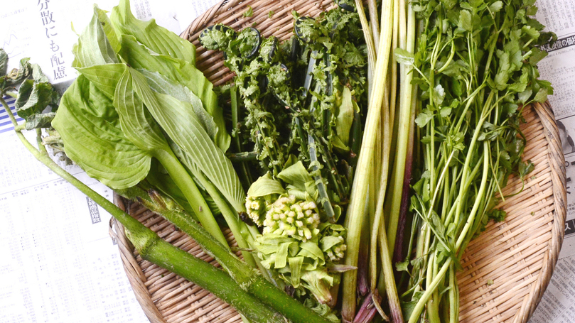 *【山菜プラン】