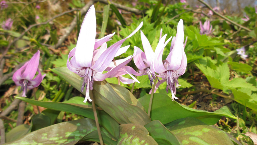 Muikamachi Onsen Irorian Image 4, Tokamachi, Japan