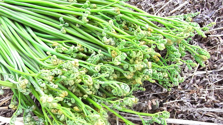 *【山菜プラン】