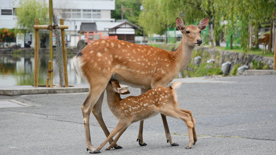 奈良といえば鹿！当館の前にもよくやって来ます