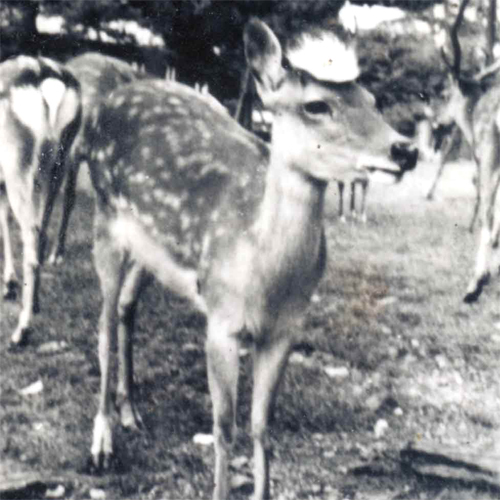 人気者だった天使の鹿 白ちゃん