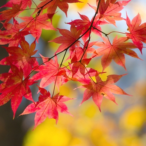 紅葉の良い時期は例年１０月２週目位です。