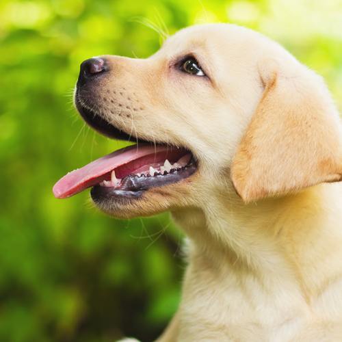 Shiganoyu Hotel Image 5, Nagano, Japan