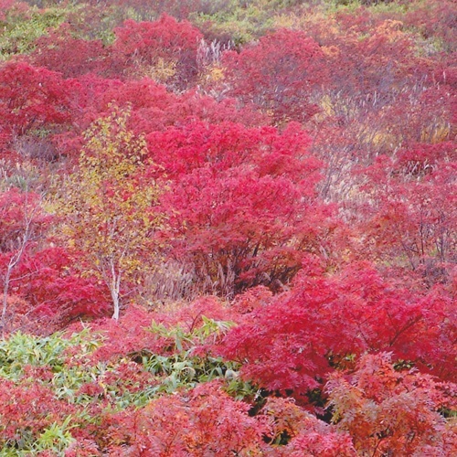 白根火山付近の紅葉