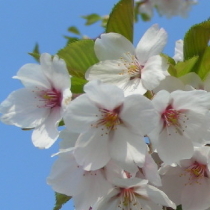 伊豆は様々な桜をご覧頂けます