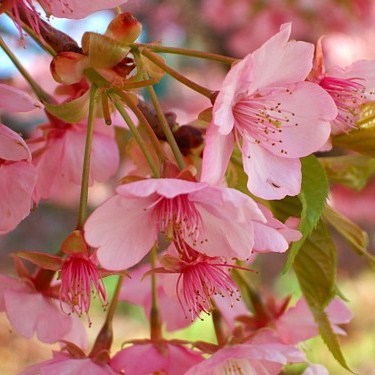 河津桜