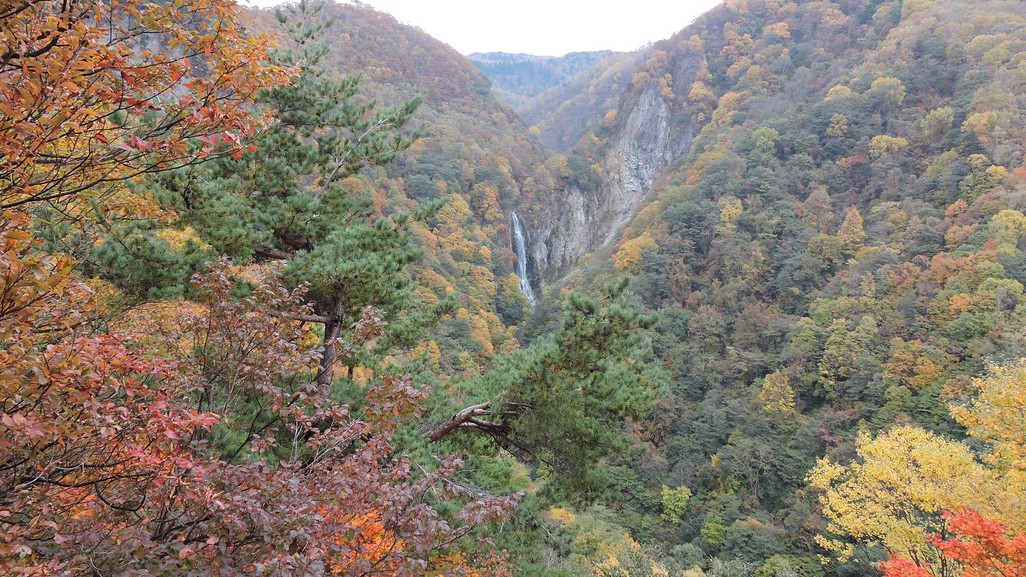  秋錦に染まる志賀高原の美しい紅葉は行楽客・カメラマンに大好評。