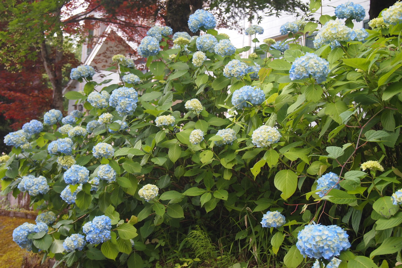 初夏に咲いた紫陽花