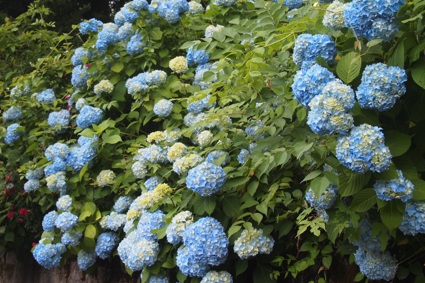 初夏に咲いた紫陽花