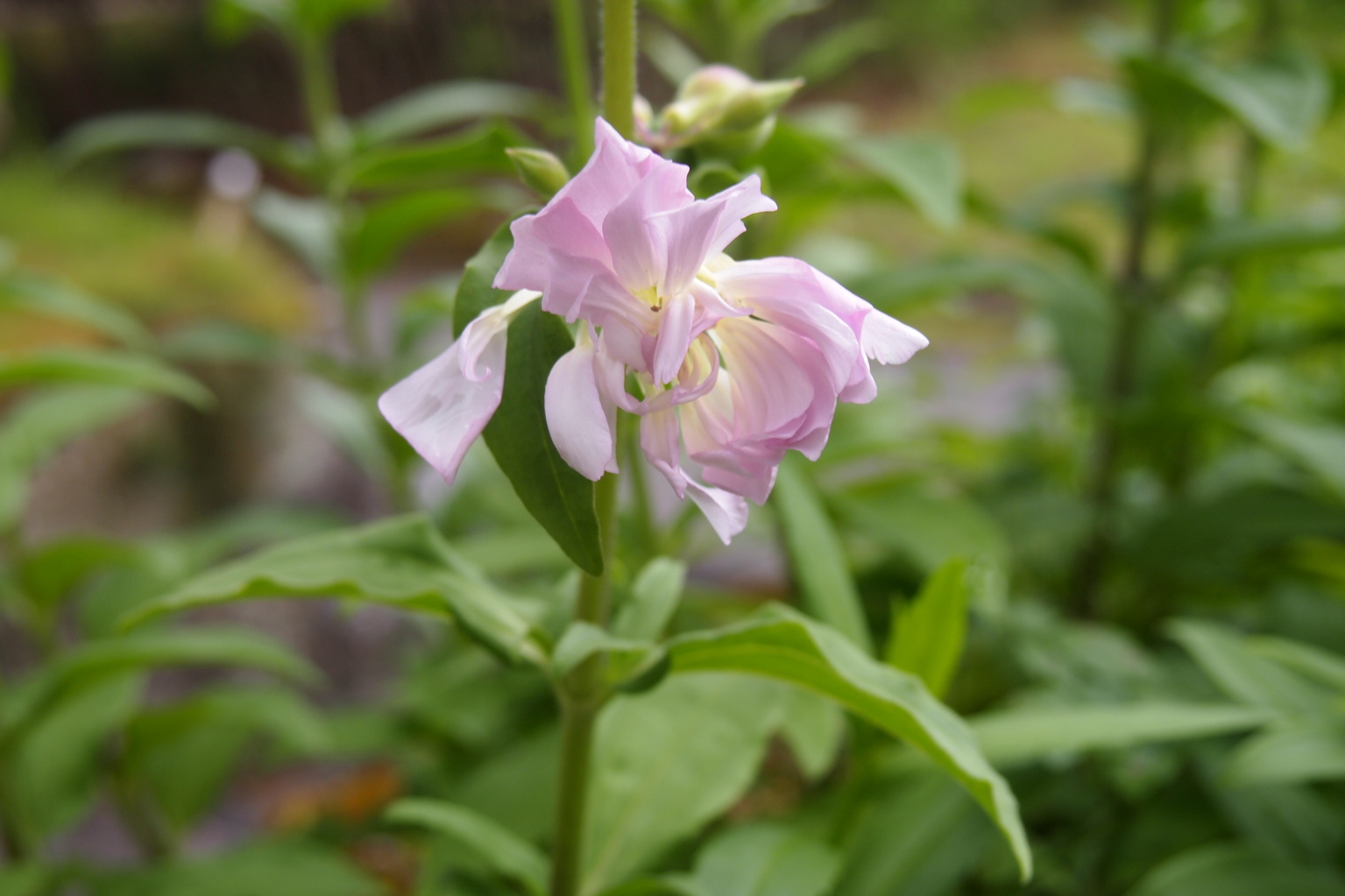 初夏の花