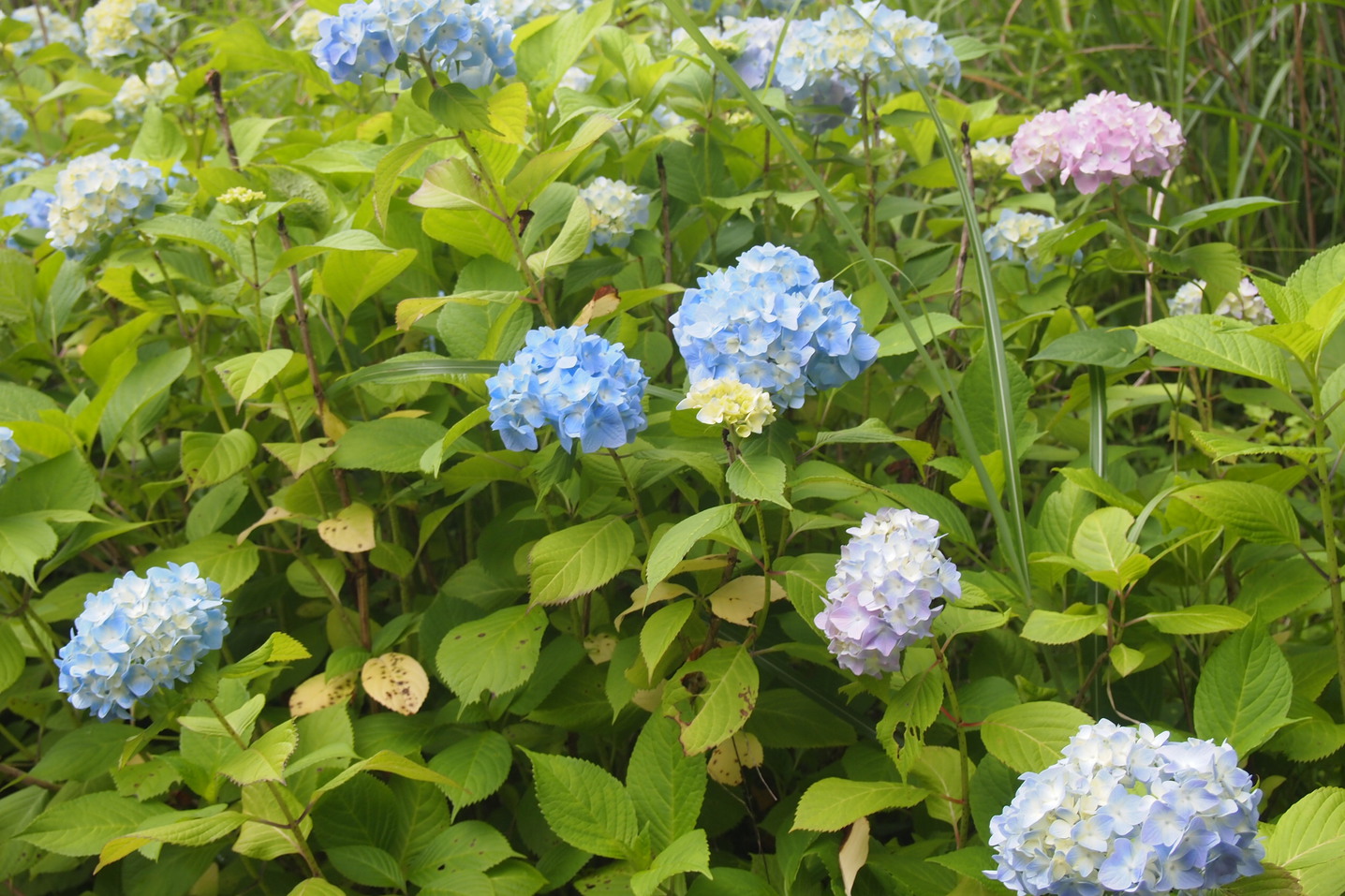 初夏に咲いたアジサイ