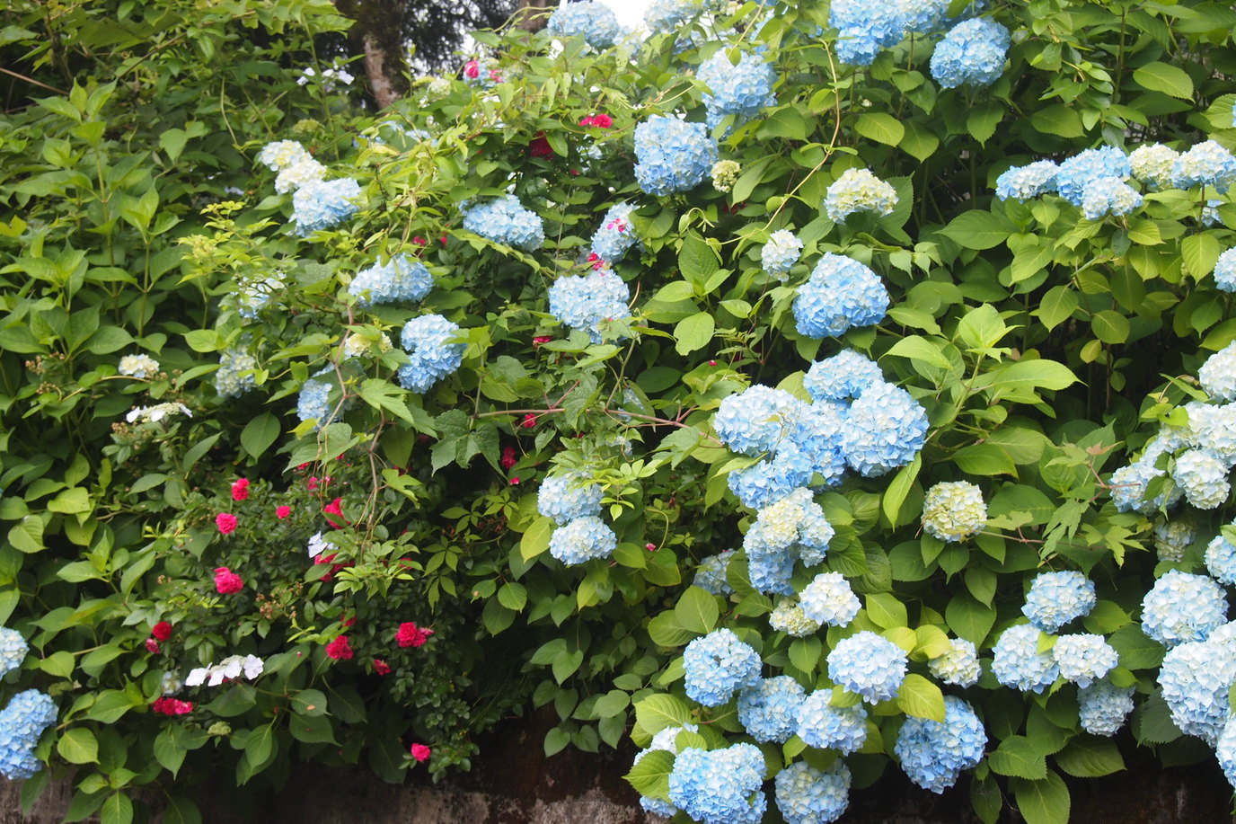 初夏に咲いた紫陽花