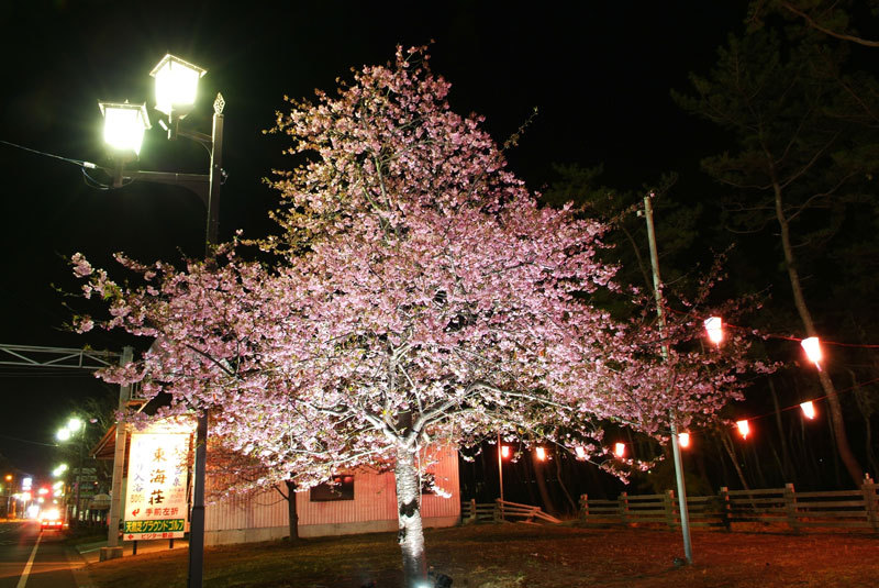 白子桜