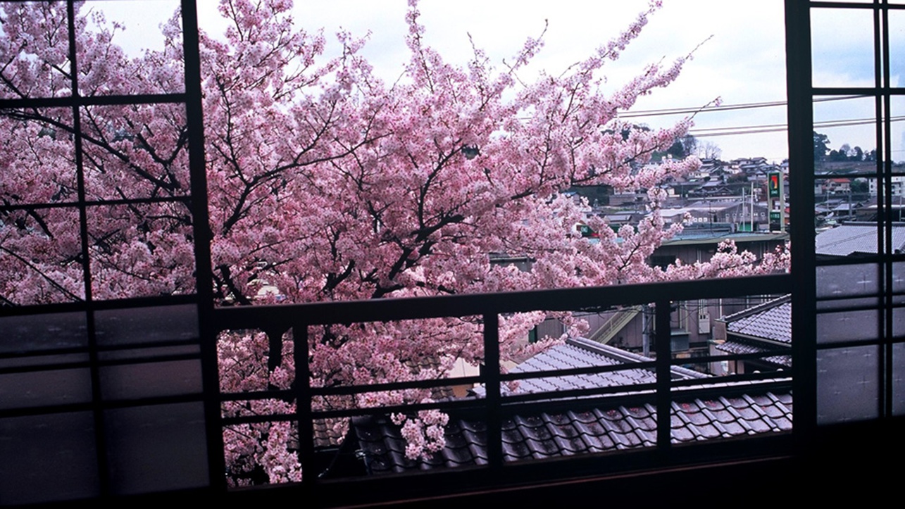*お部屋から見る桜
