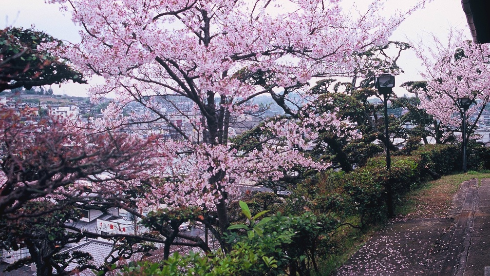 *【庭園の桜一例】