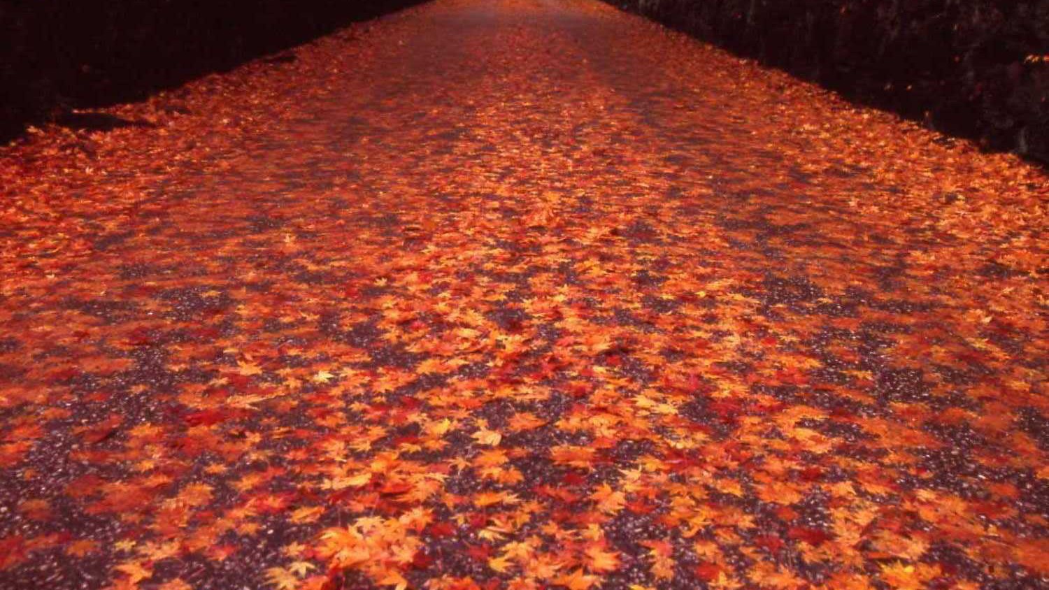 （秋の興聖寺）琴坂で有名な禅宗・曹洞宗の寺院です。※画像はイメージ