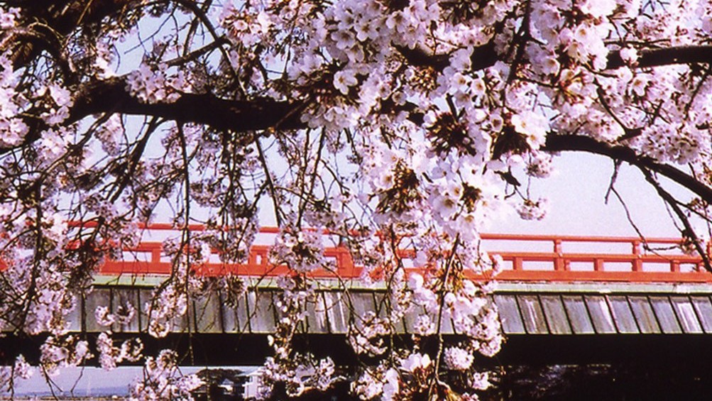 （春）桜の季節「宇治川」※画像はイメージ