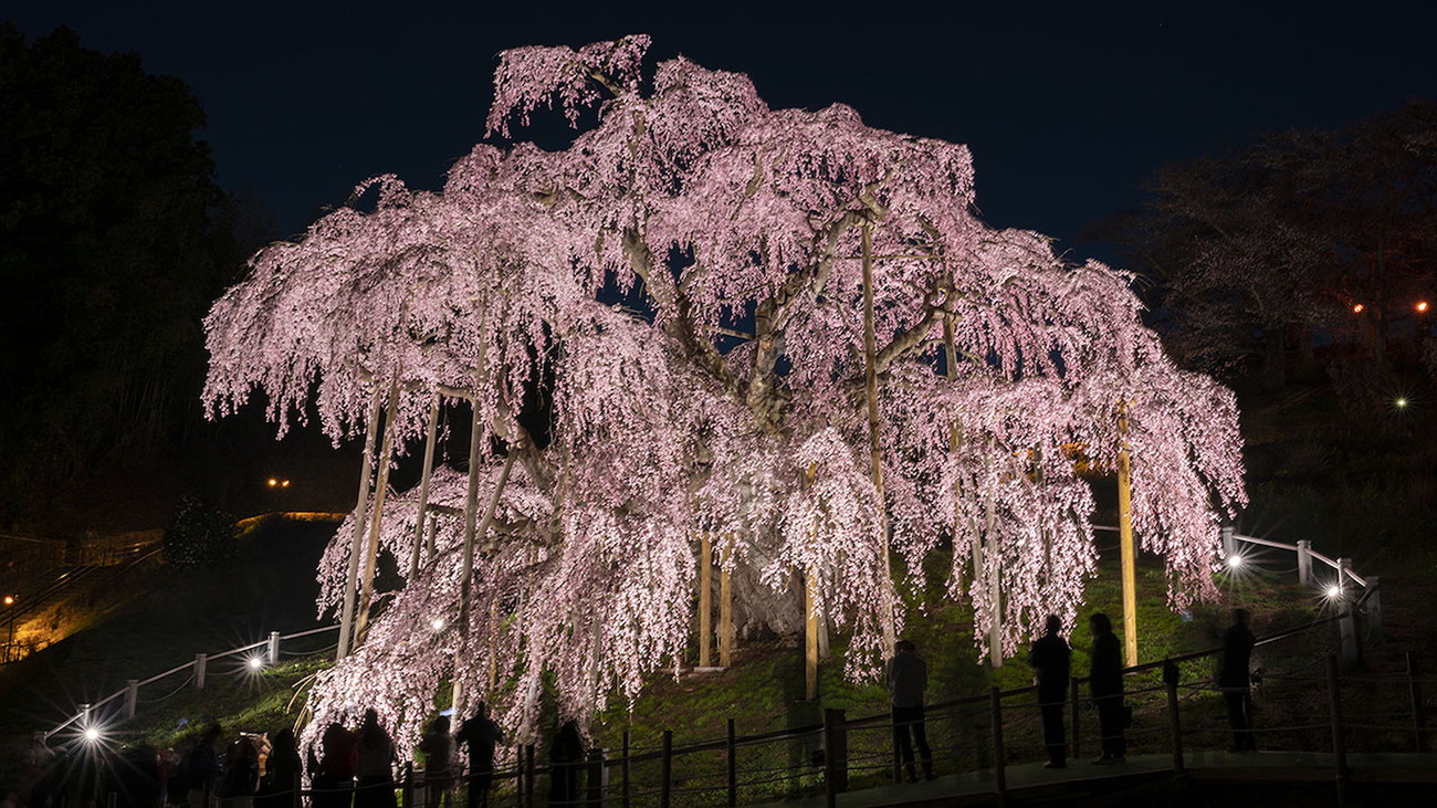 【三春滝桜】樹齢1000以上の日本三大桜に数えられる滝桜。国の天然記念物