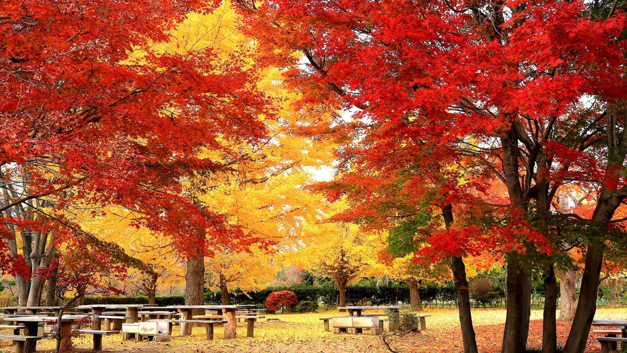 【 四季の里 緑水苑：紅葉】四季折々の草花と樹々が魅力の回遊式庭園