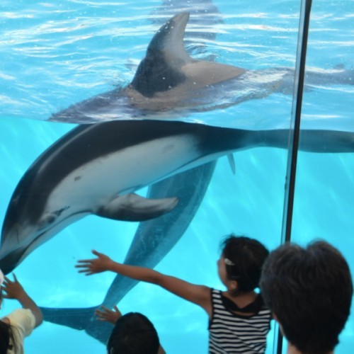 イルカと触れ合おう！下田海中水族館