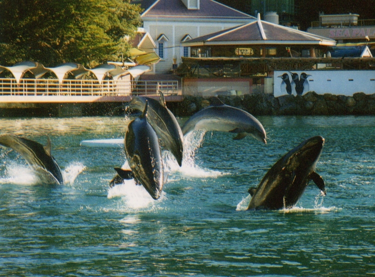 下田海中水族館イルカショー