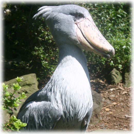 しゃぼてん公園はしびろこう
