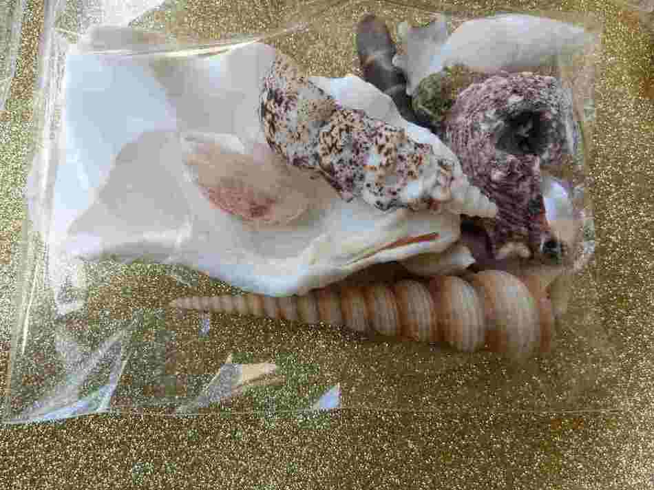 2238シャコガイ貝や貝殻