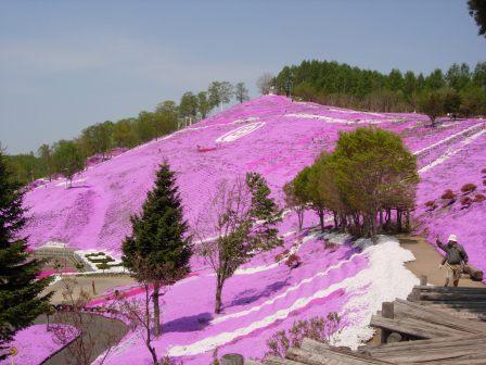 東藻琴の芝桜