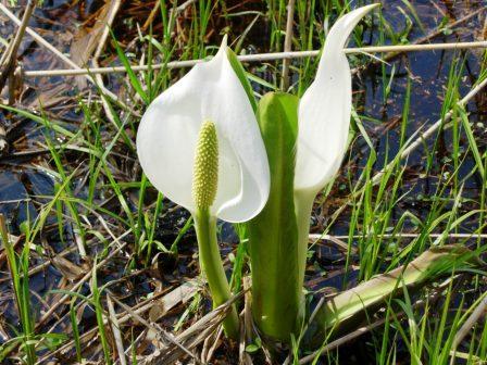 網走湖畔の水芭蕉