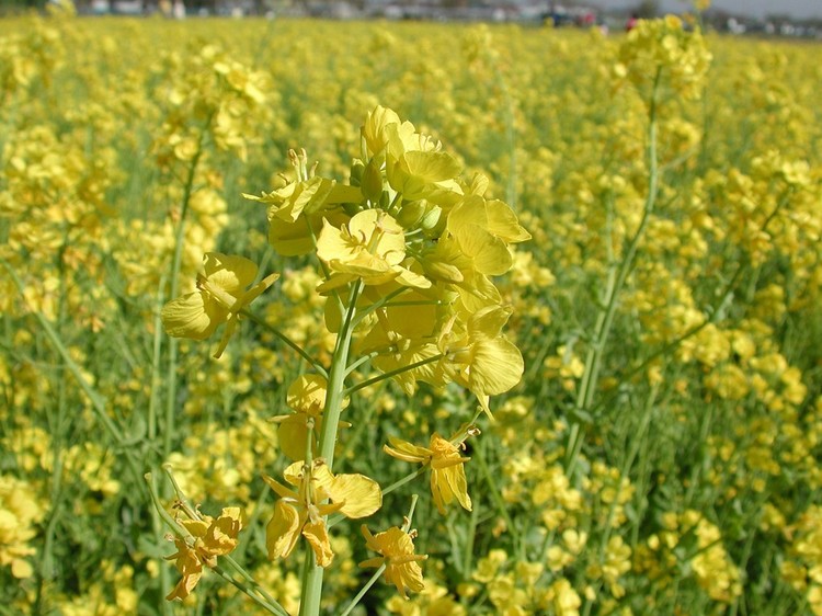 菜の花