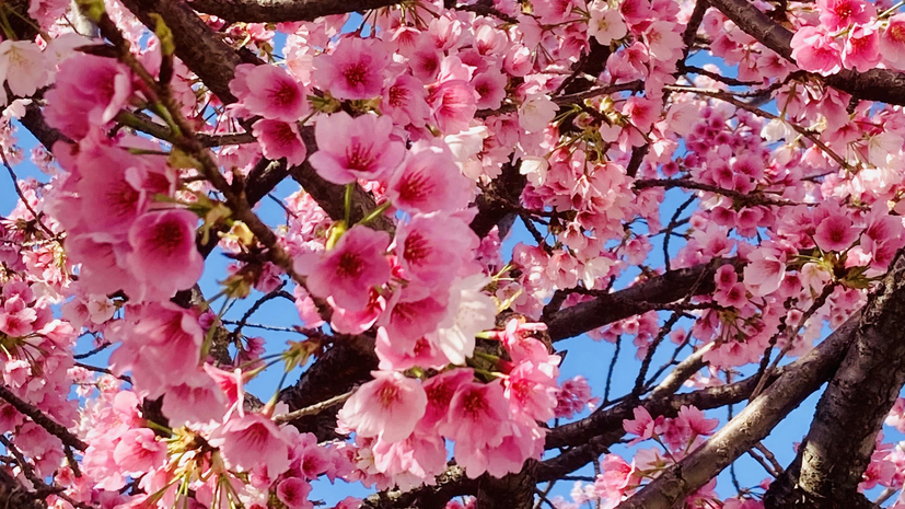 伊豆高原駅「オオカン桜」
