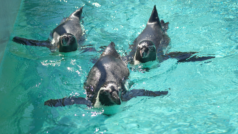 【下田海中水族館】