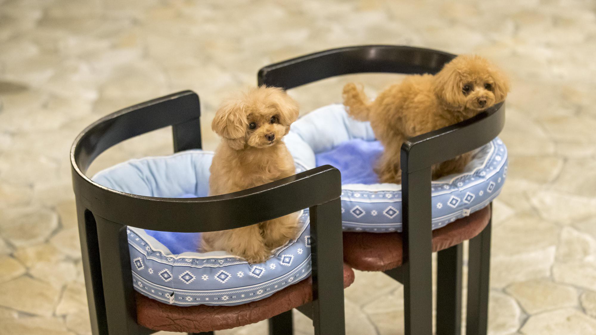 わんちゃん用のお席もご用意しております。（中・大型犬のわんちゃんはリードフックをご利用ください。）