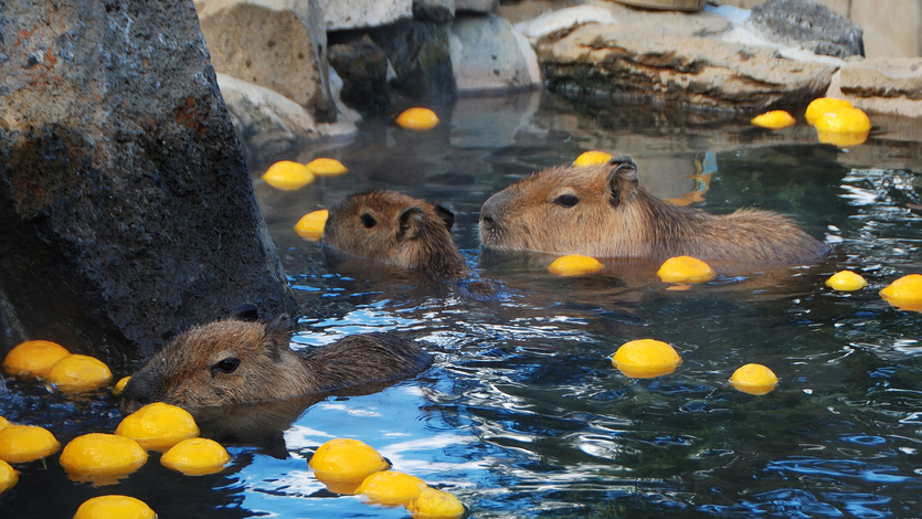 【シャボテン動物公園】カピパラに会える♪