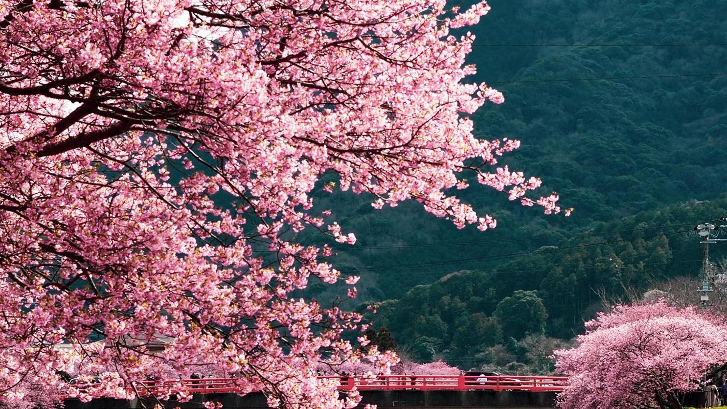 河津桜のトンネル