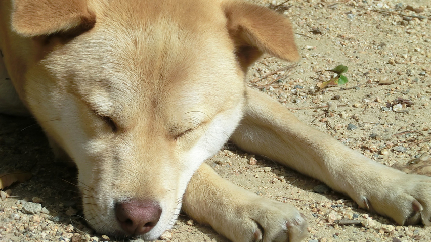 *看板犬：そら。安曇野で一緒にのんびり過ごしませんか？