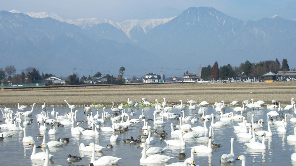 *アルプスの山々と白鳥。毎年たくさんの白鳥がここ安曇野で冬を過ごします。