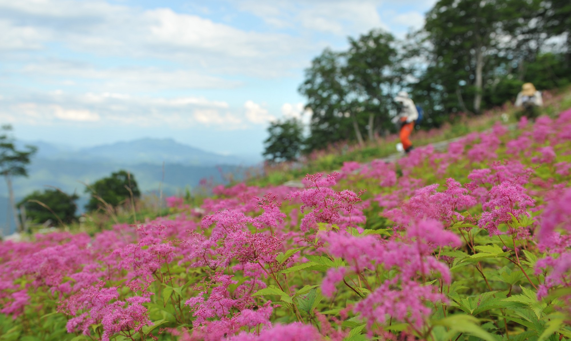 五竜高山植物園当館からお車で約20分の場所にございます