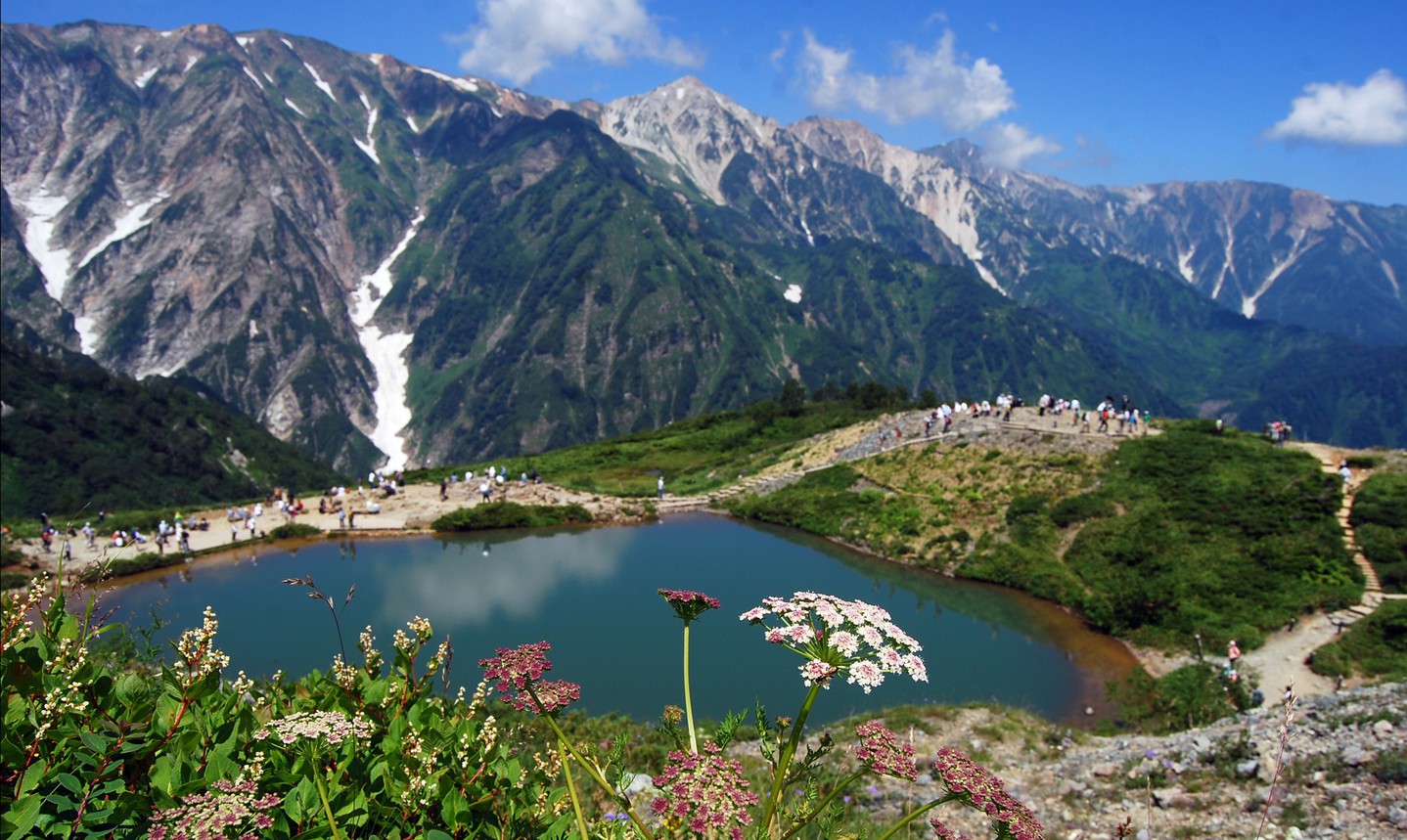 高山植物が美しい八方尾根