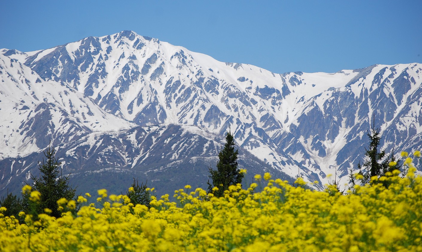 代掻き馬菜の花と雪山の美しいコントラスト