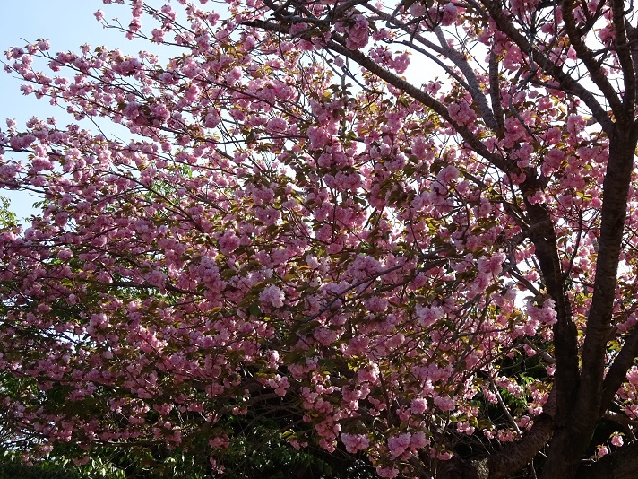 桜の名所乙戸沼公園にて