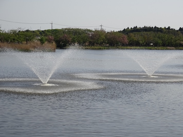 乙戸沼公園噴水です！