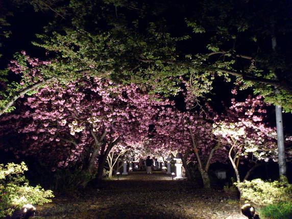 夜桜見物