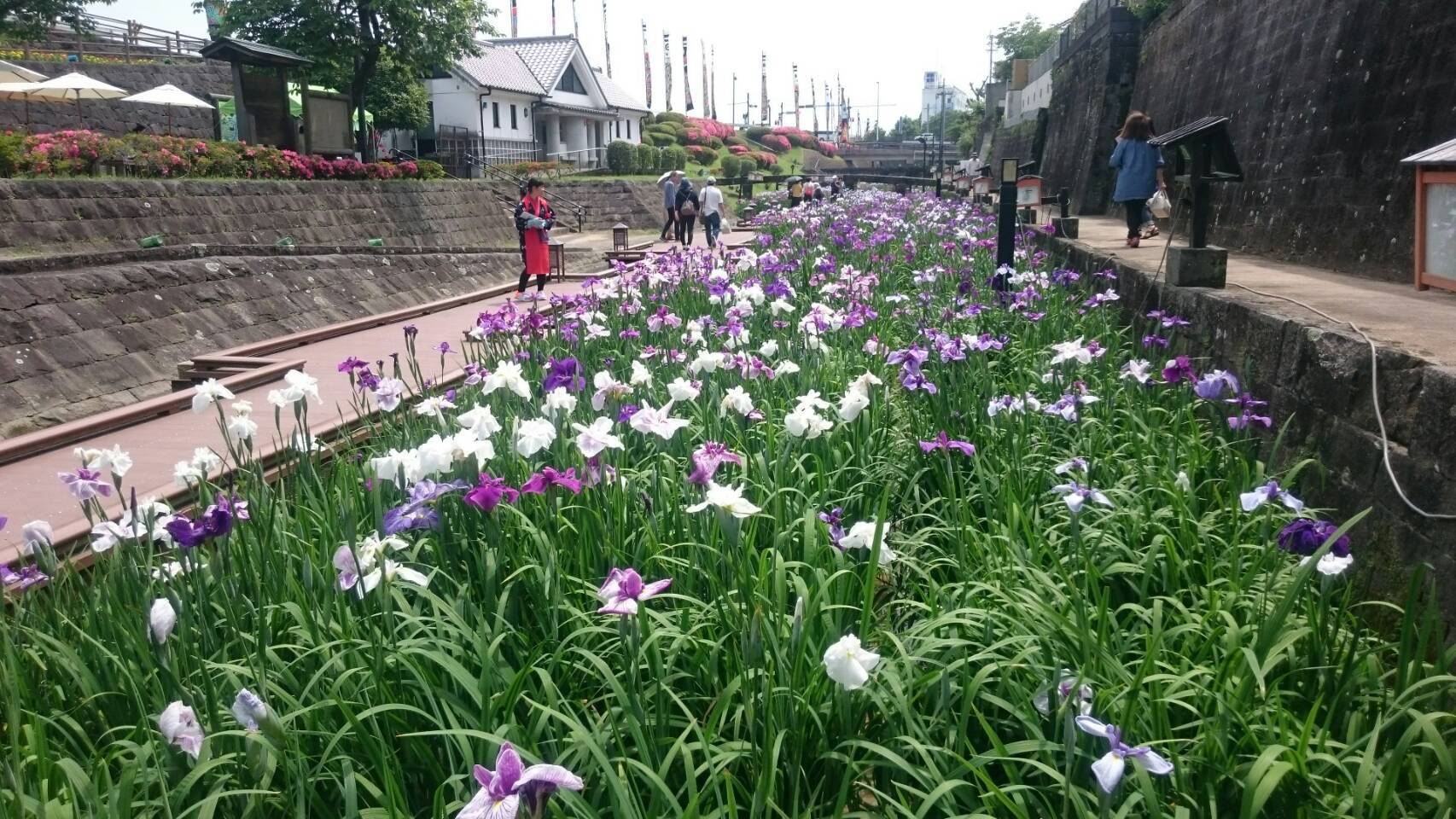 H30しょうぶの花